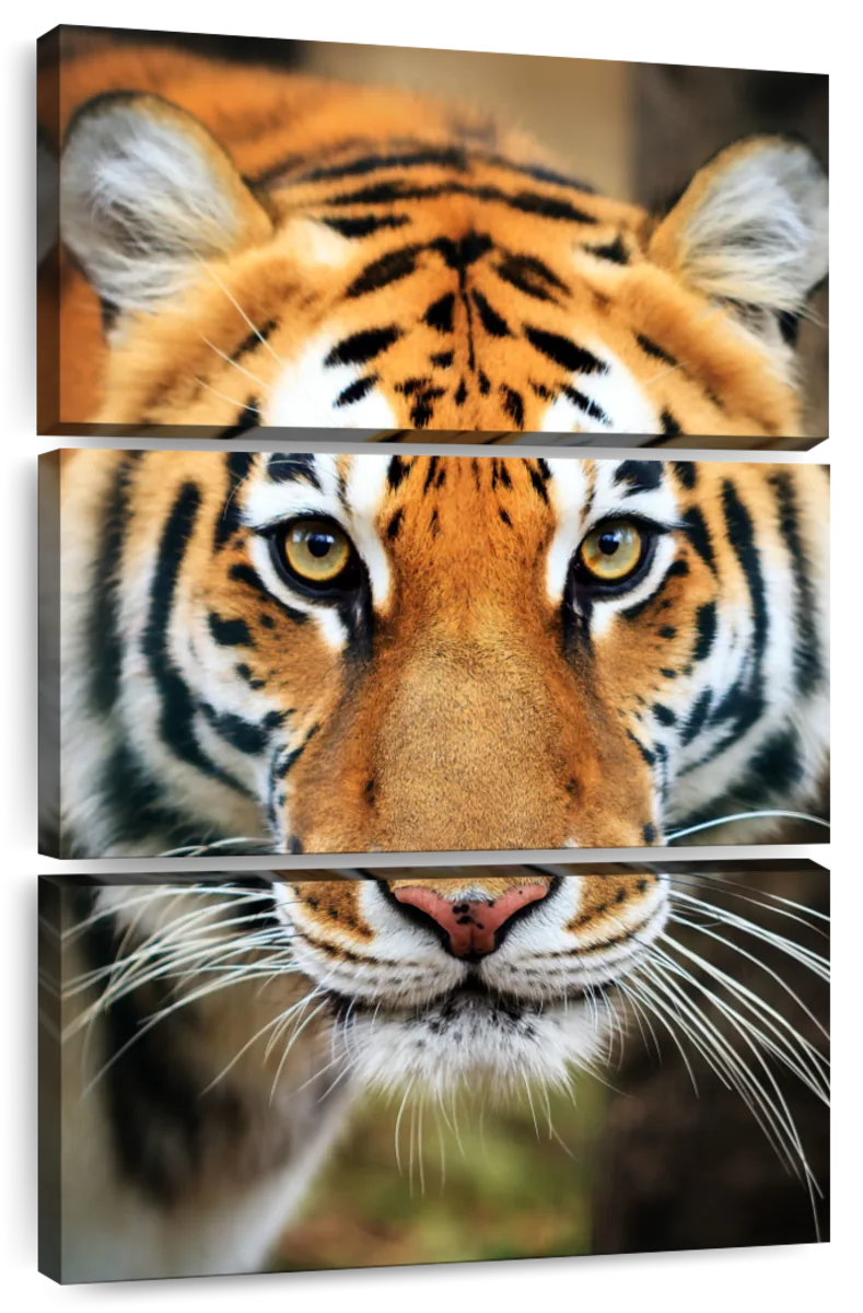 large framed wall art tiger