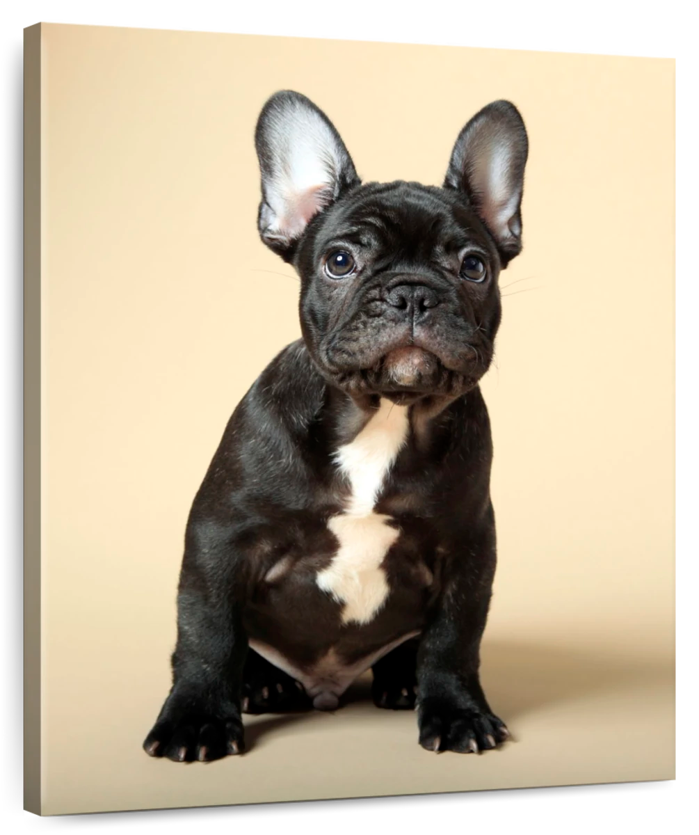 Tuxedo French Bulldog Wall Art | Photography