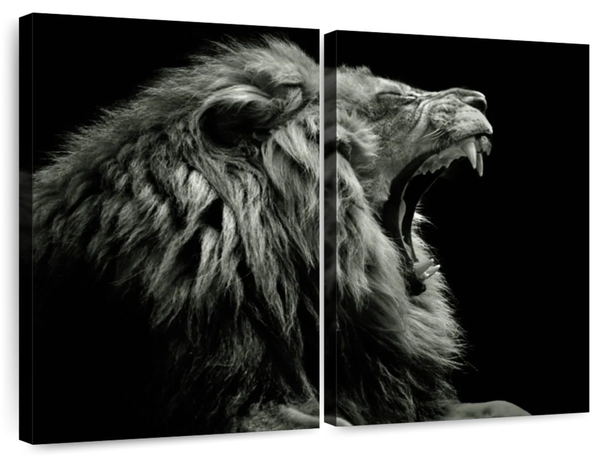 growling lion black and white