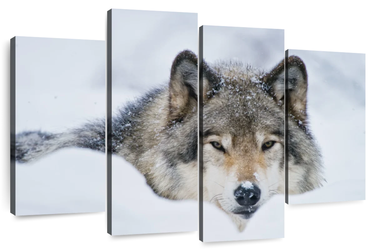 Wolf In Snow Wall Art | Photography