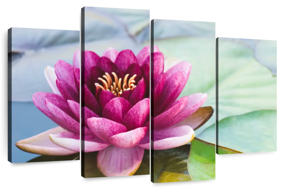 Hardy Water Lily Wall Art | Photography