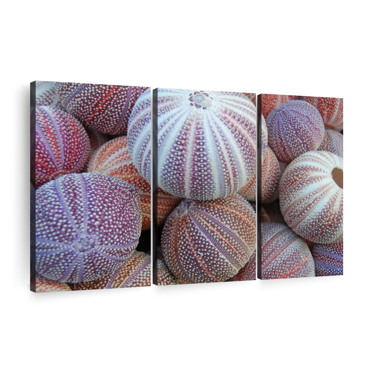 Sea Urchin Pile Wall Art | Photography