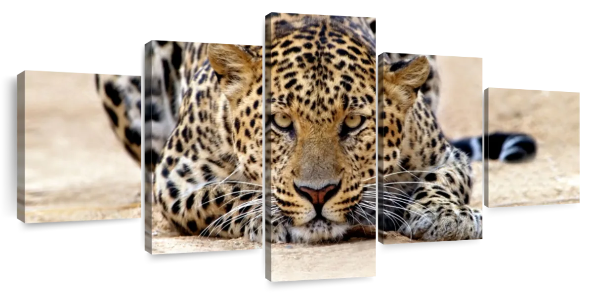 Watchful Jaguar Wall Art | Photography