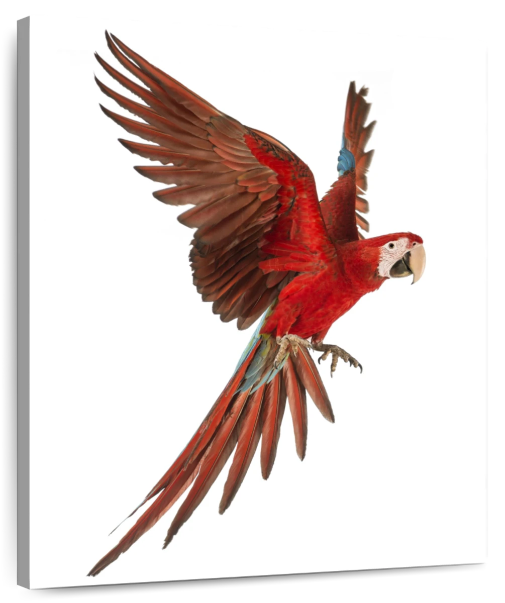 Hand drawn flying macaw parrot outline sketch. Vector bird black ink drawing  isolated on white background. Graphic animal illustration Stock Vector |  Adobe Stock