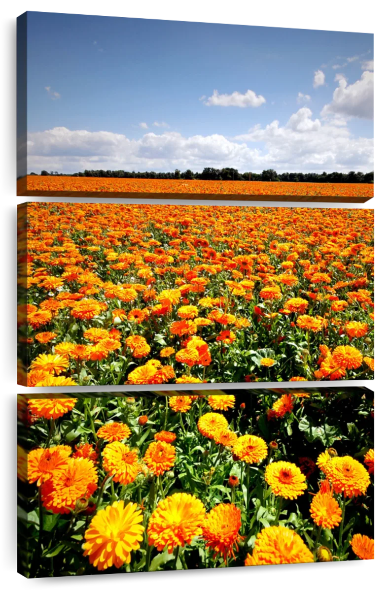 Field Of Flowers In Rural Landscape by Luka