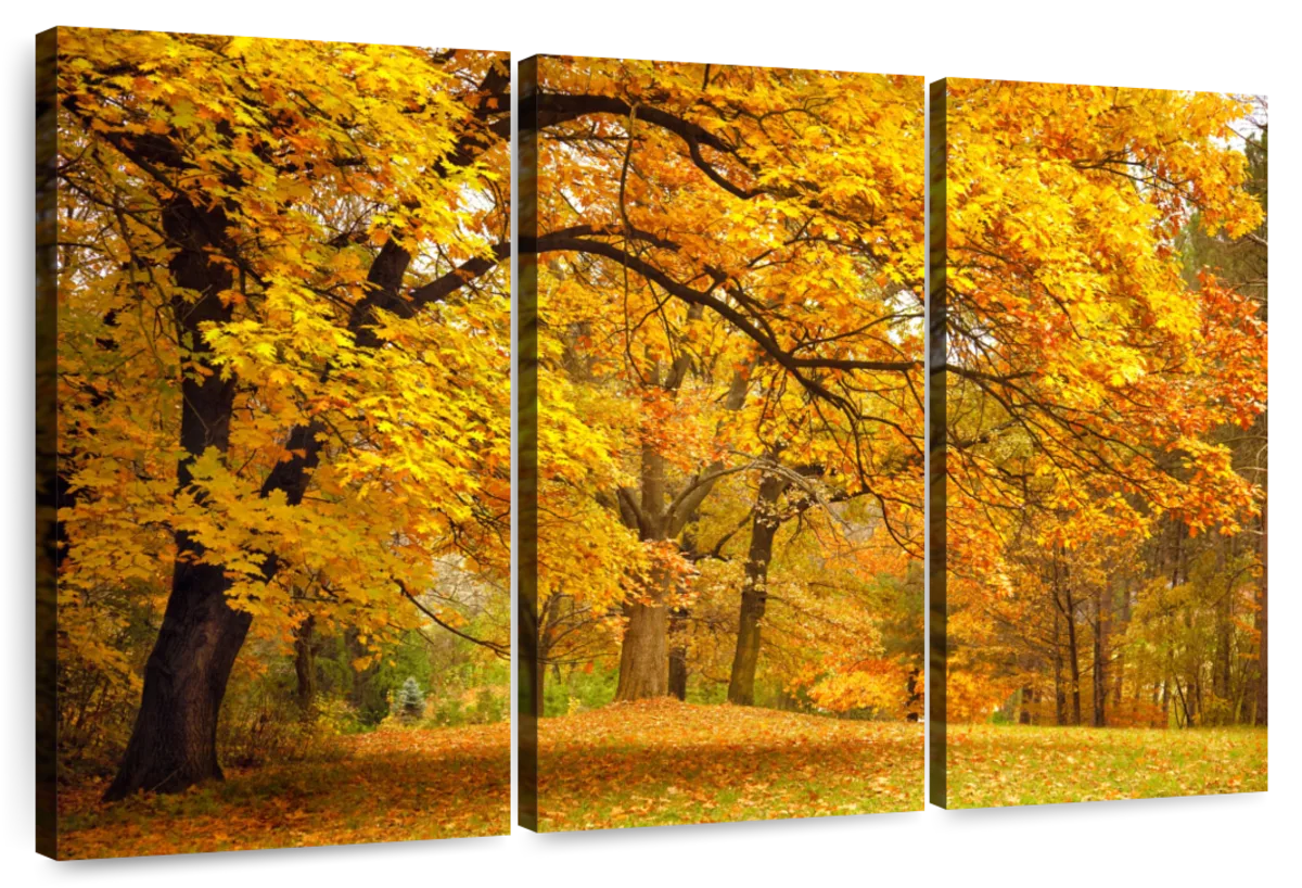 Autumn Trees Foliage Wall Art | Photography