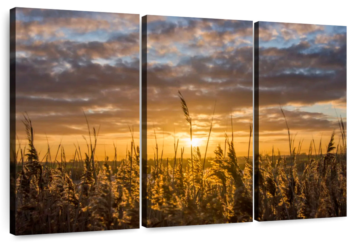 Cow Parsley (Keck) At Sunset. Picture Canvas Wall Art in Colour by