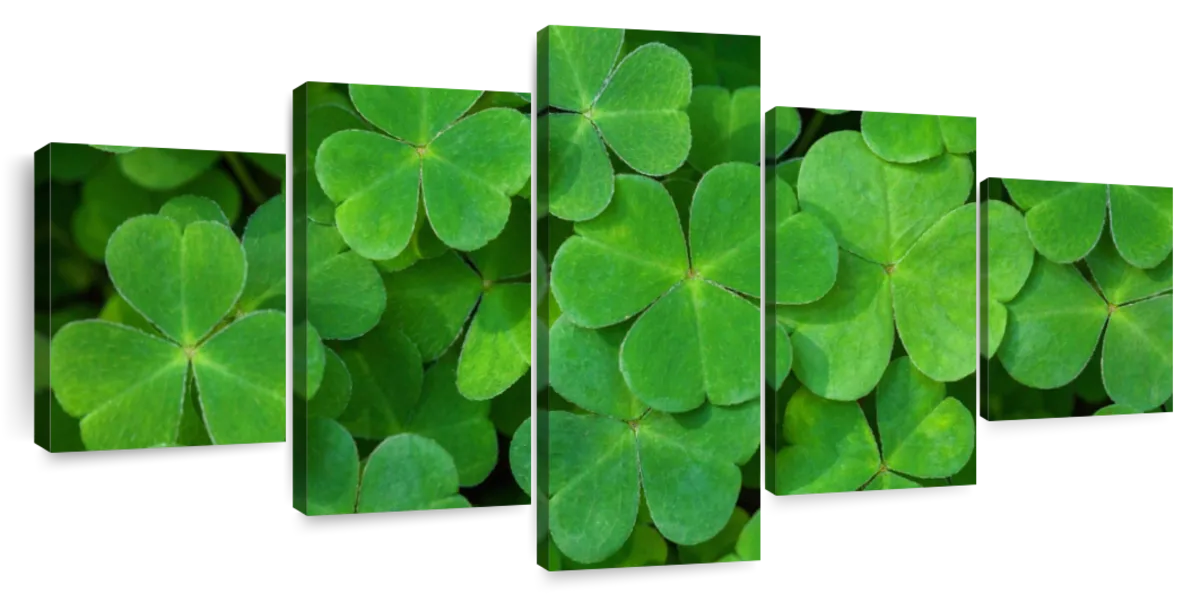 shamrock cluster png