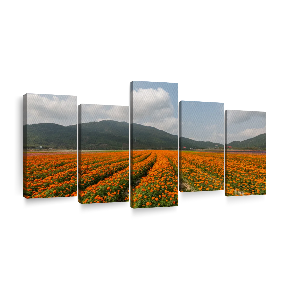 Field Of Flowers In Rural Landscape by Luka