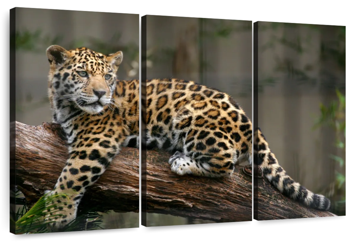 white baby jaguars