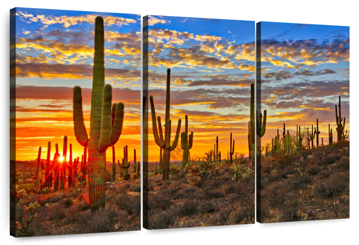 Sunset Cactus Wall Art | Photography