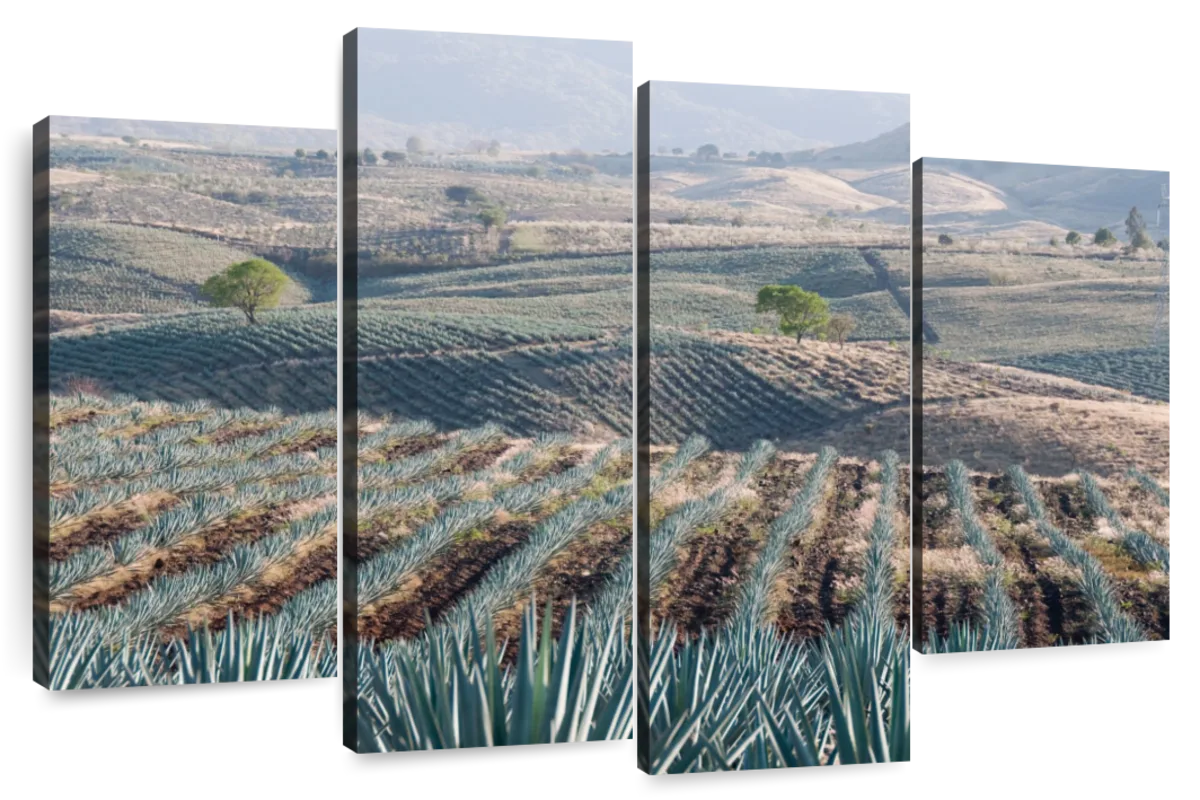 Tequila Jalisco Agave Field Wall Art | Photography