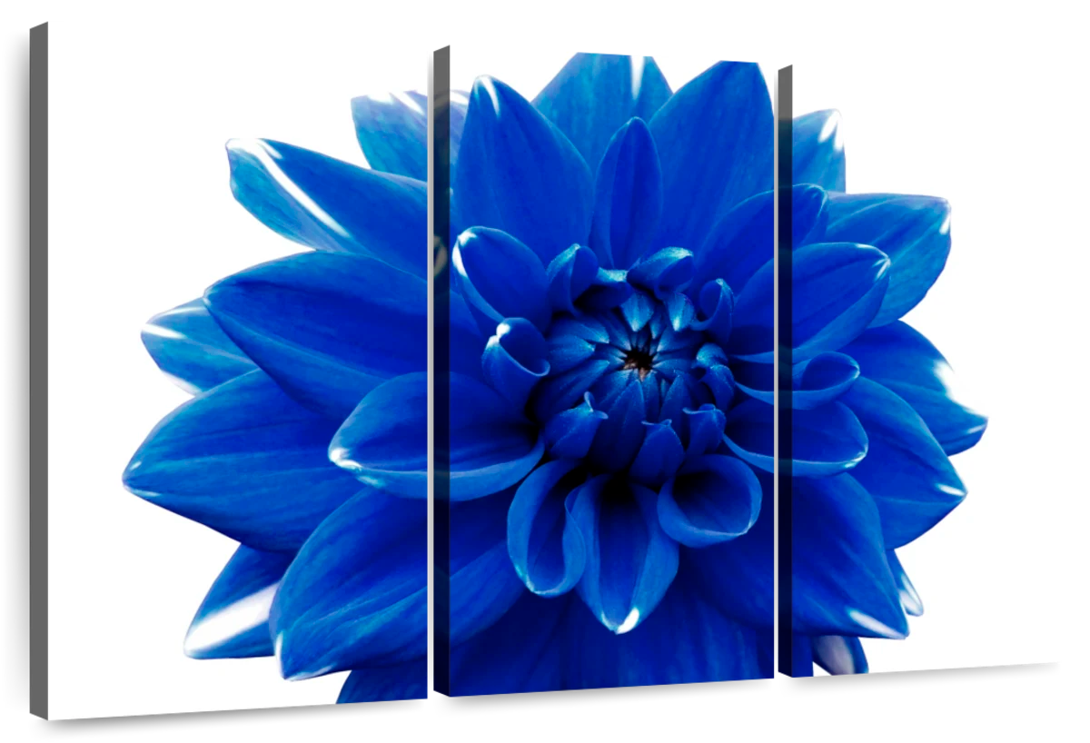 blue dahlia flower