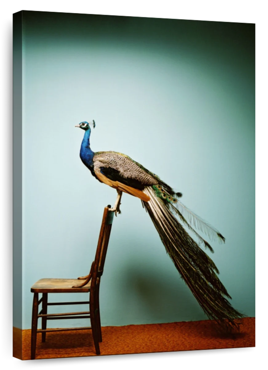 Peacock print chair hot sale