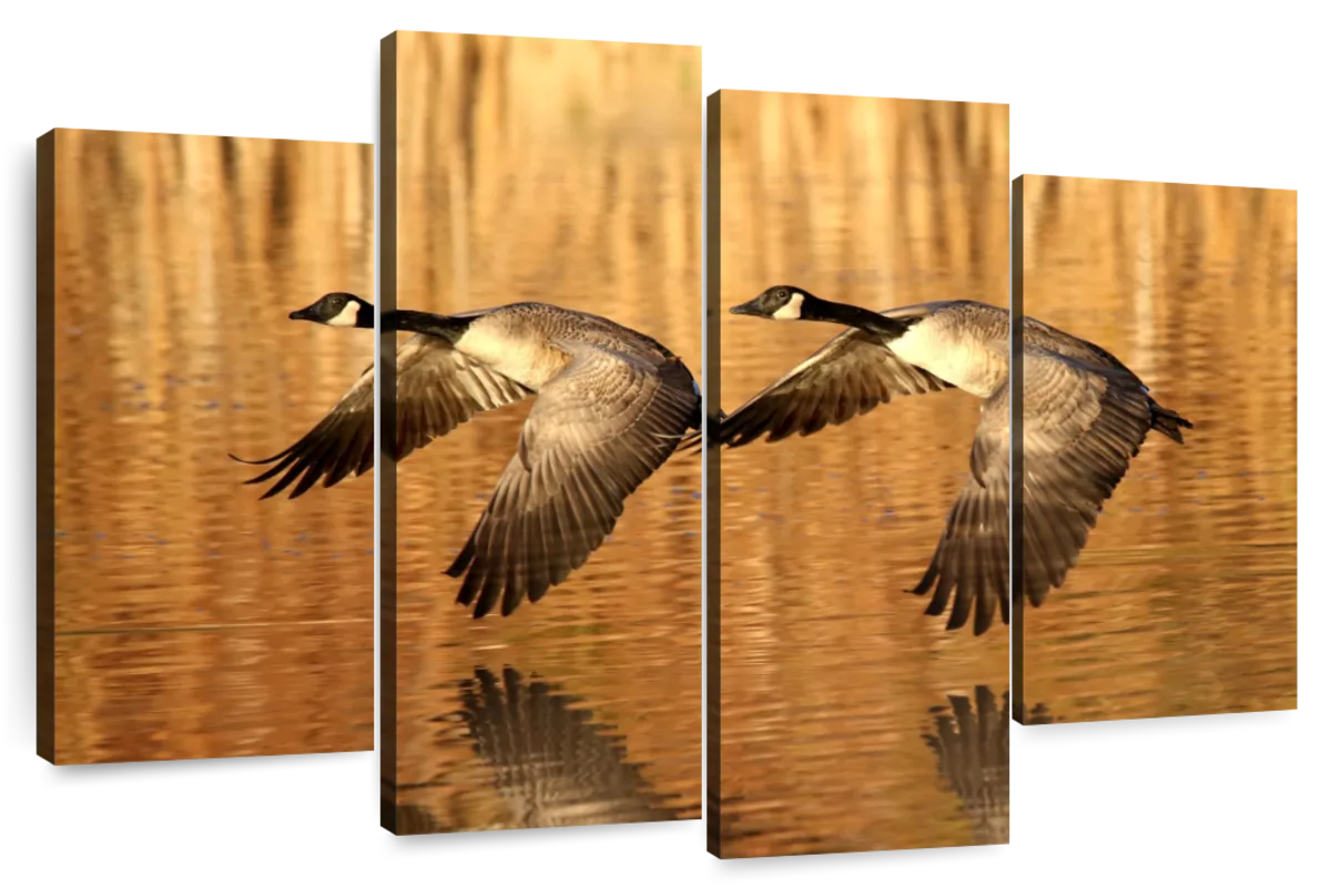 Low Flying Geese Wall Art Photography