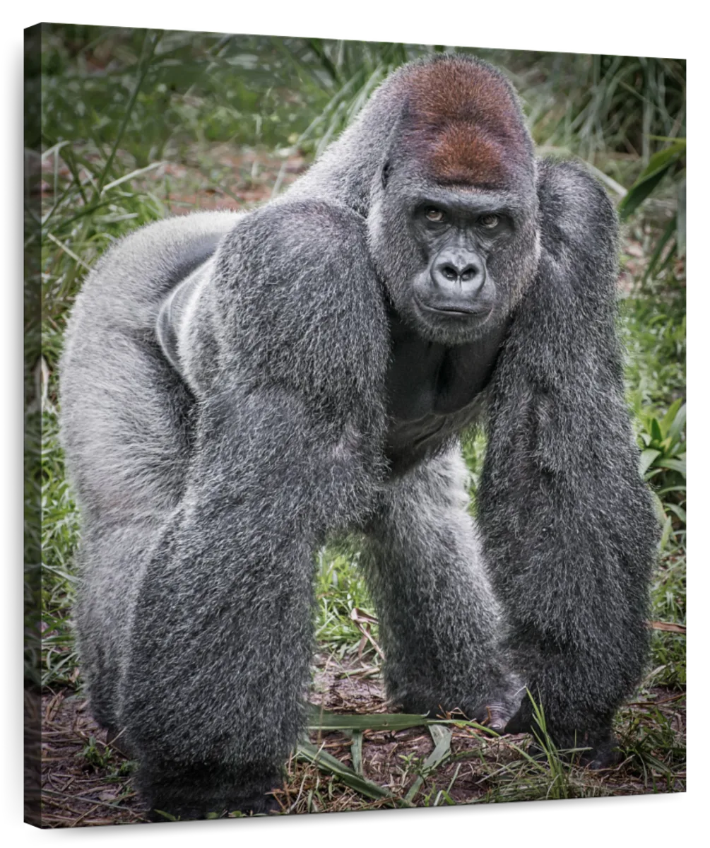 silverback gorilla art