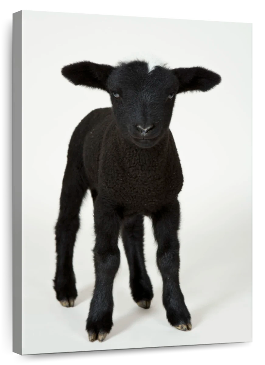 black sheep animal