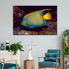 Glowing Queen Angelfish Wall Art | Photography