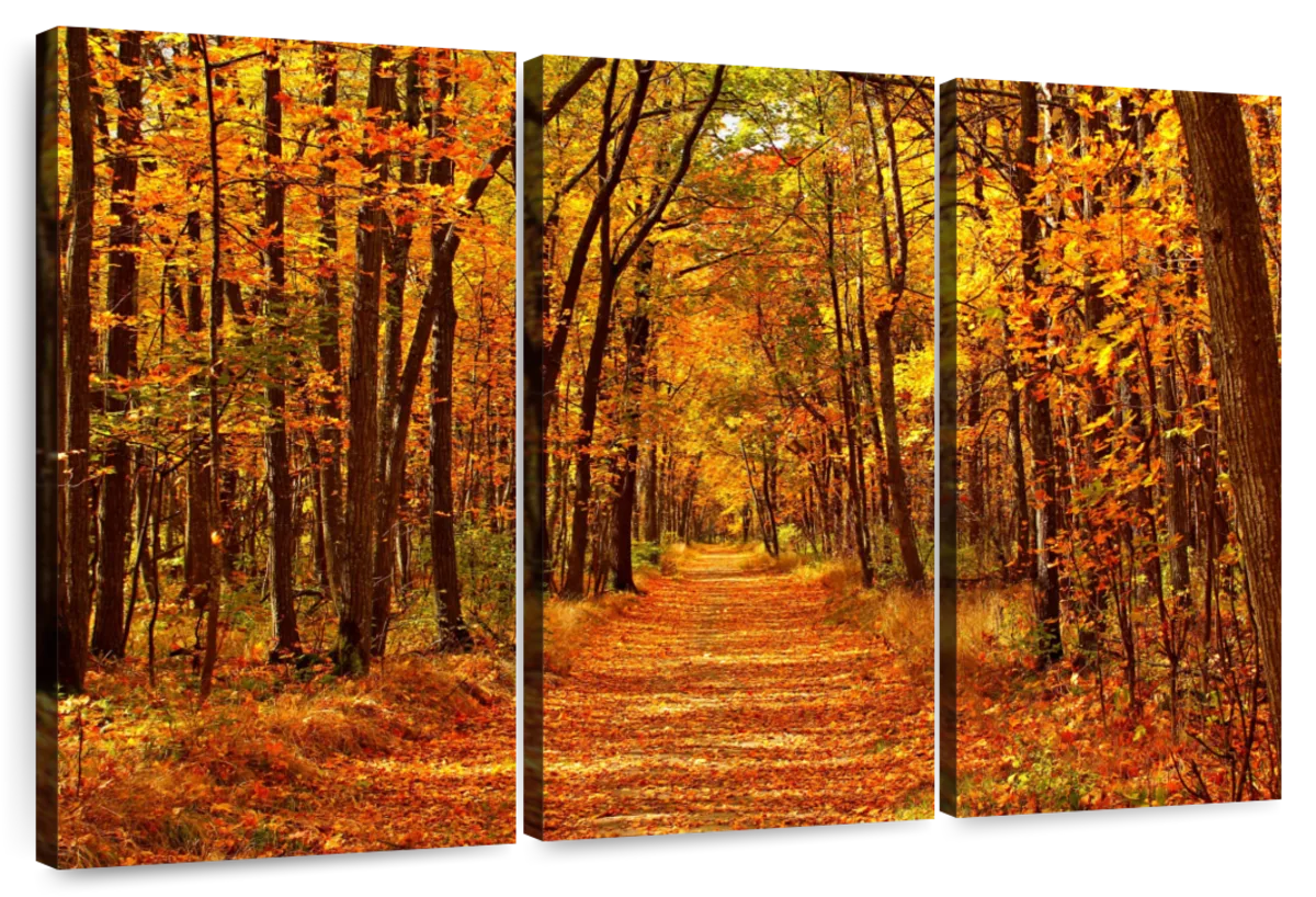 Maple Forest Pathway Wall Art | Photography