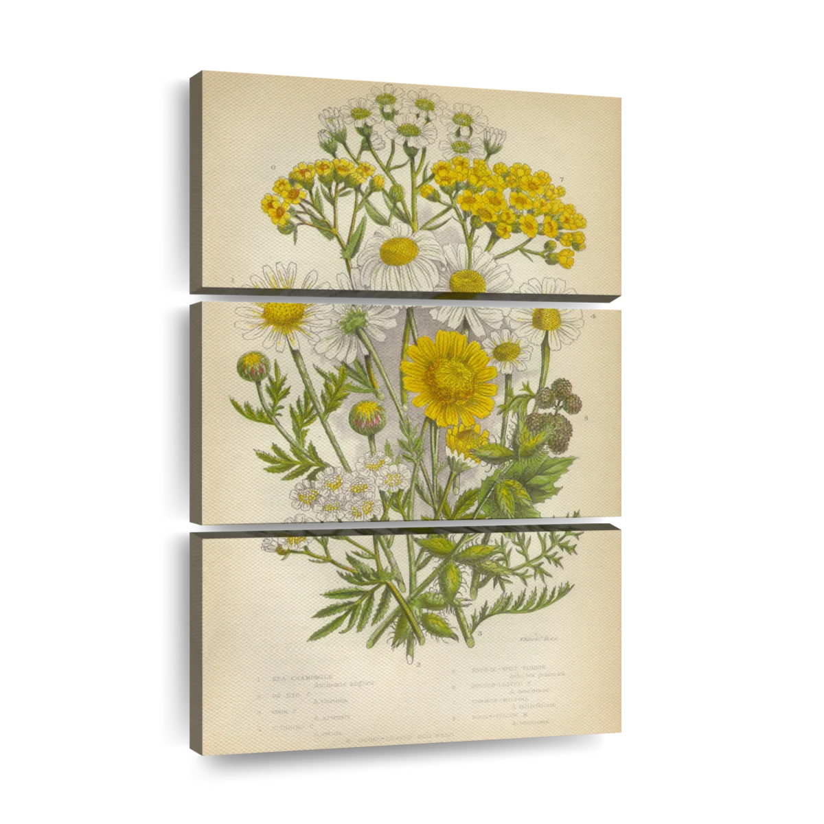 Vintage Medicinal Flowers Wall Art | Drawing