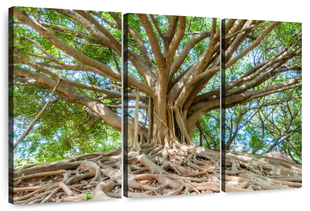 Banyan Tree Park Wall Art | Photography