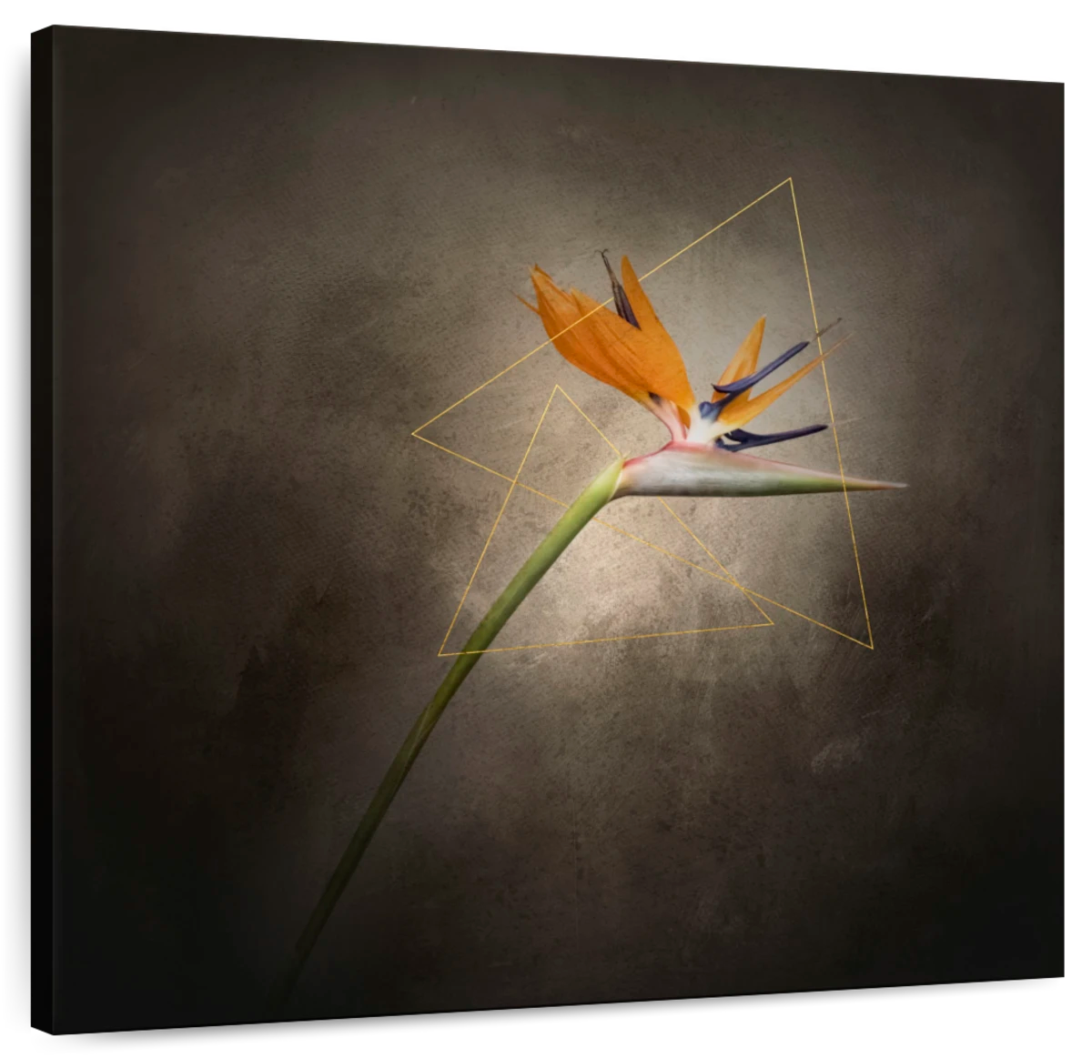 Peculiar Strelitzia Wall Art: Canvas Prints, Art Prints & Framed