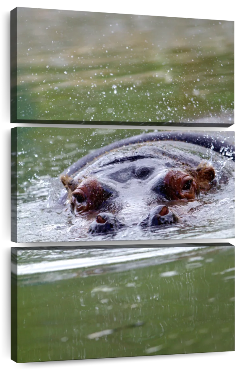 Hippo Wall Art | Paintings, Drawings & Photograph Art Prints