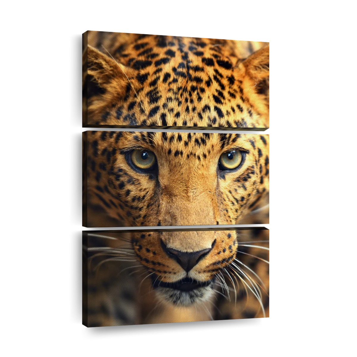 Leopard Stalker Wall Art | Photography