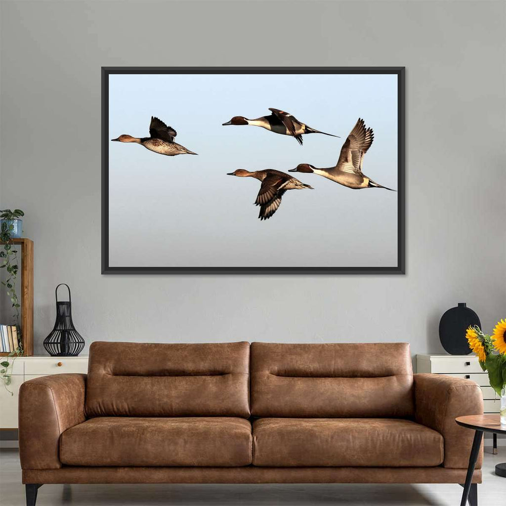Pintail Ducks Wall Art | Photography