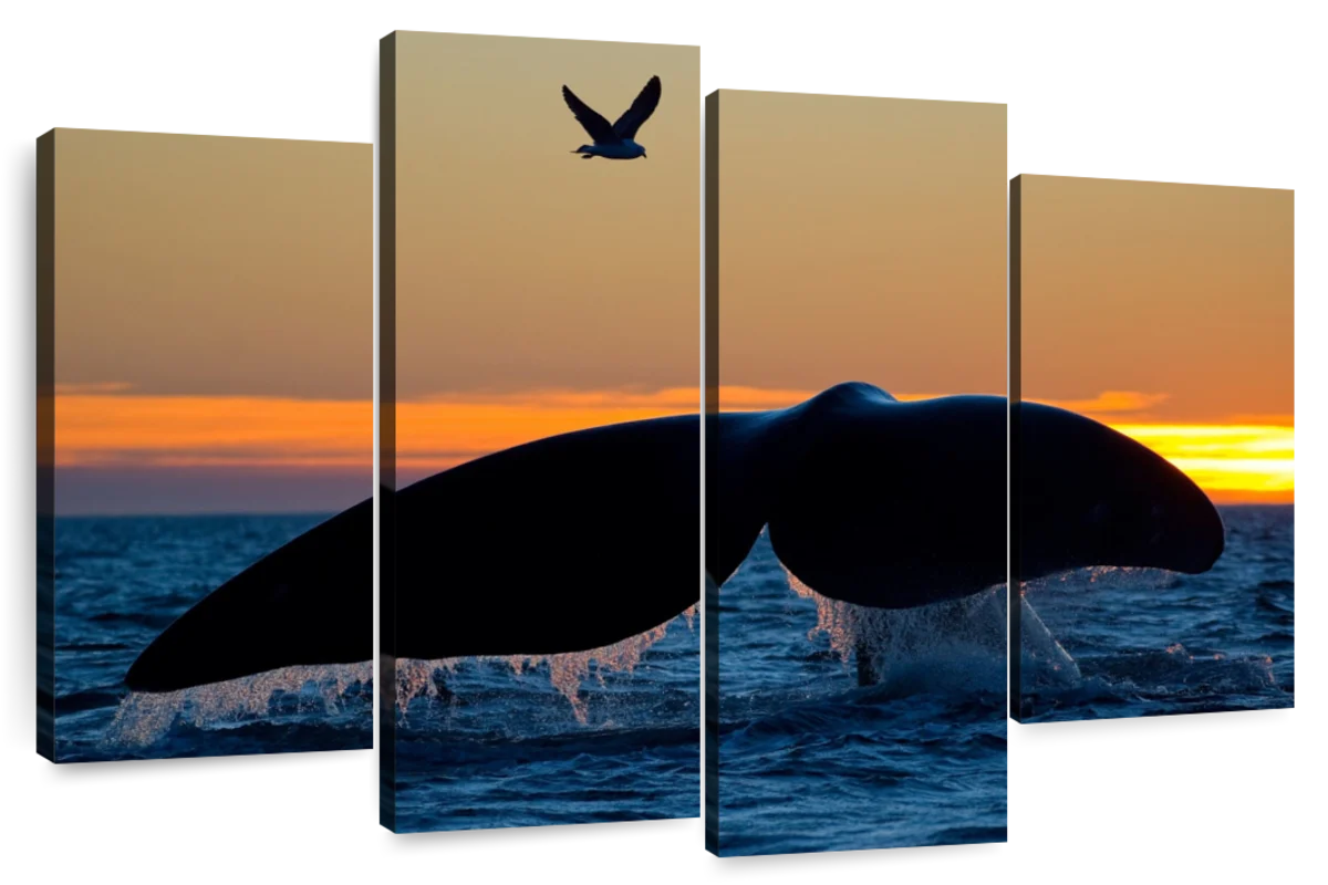 Whale Tail Sighting Art: Canvas Prints, Frames & Posters