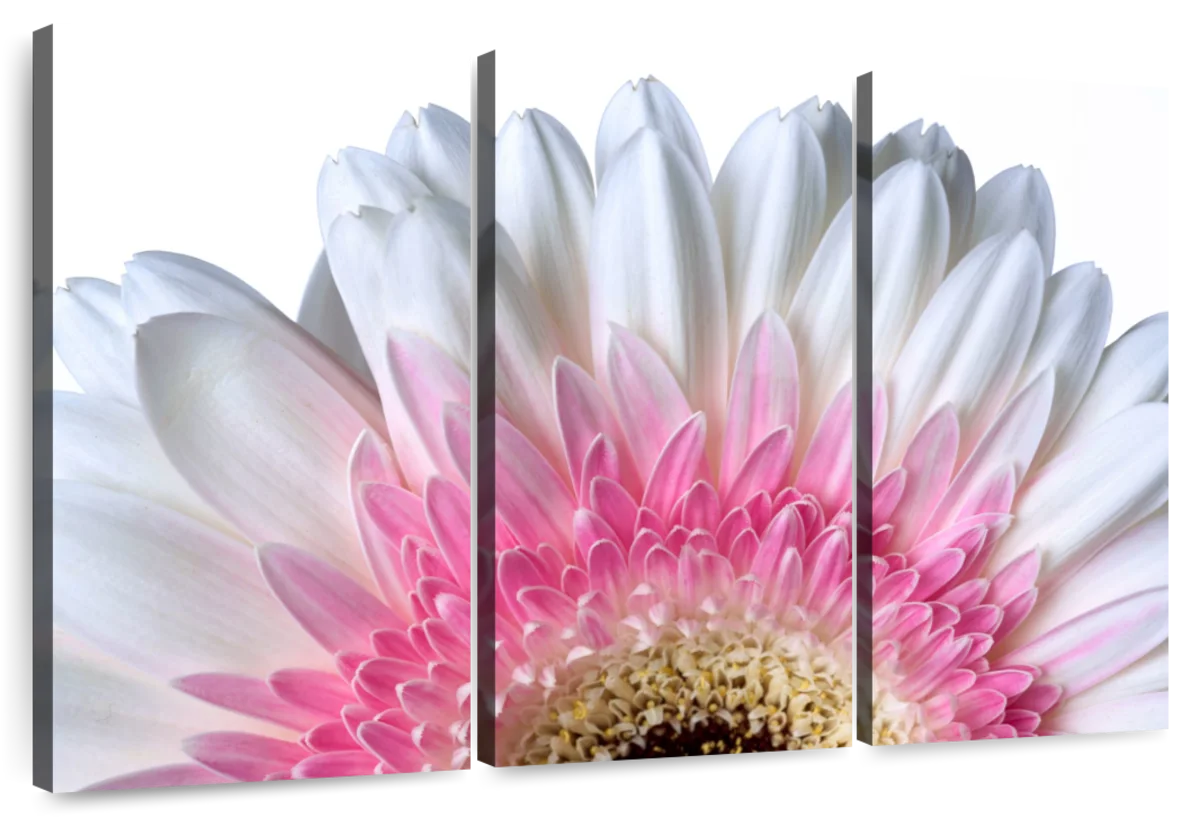 discover card gerbera daisy