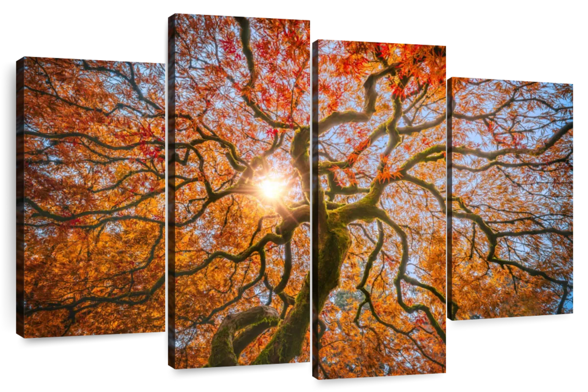 Jones, Adam 18x13 White Modern Wood Framed Museum Art Print Titled - Rain  falling on Japanese Maple leaves in autumn-Louisville-Kentucky 