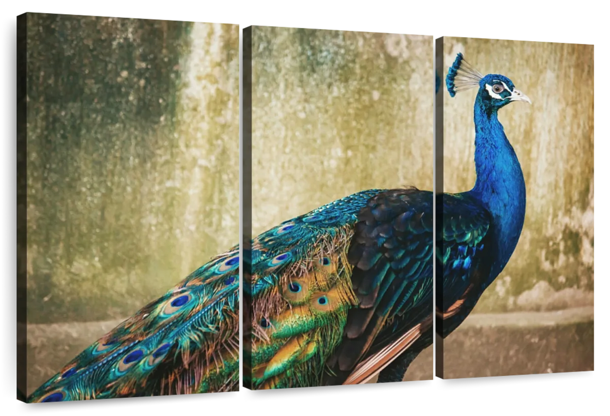 Peacock Blue Wall Art | Photography
