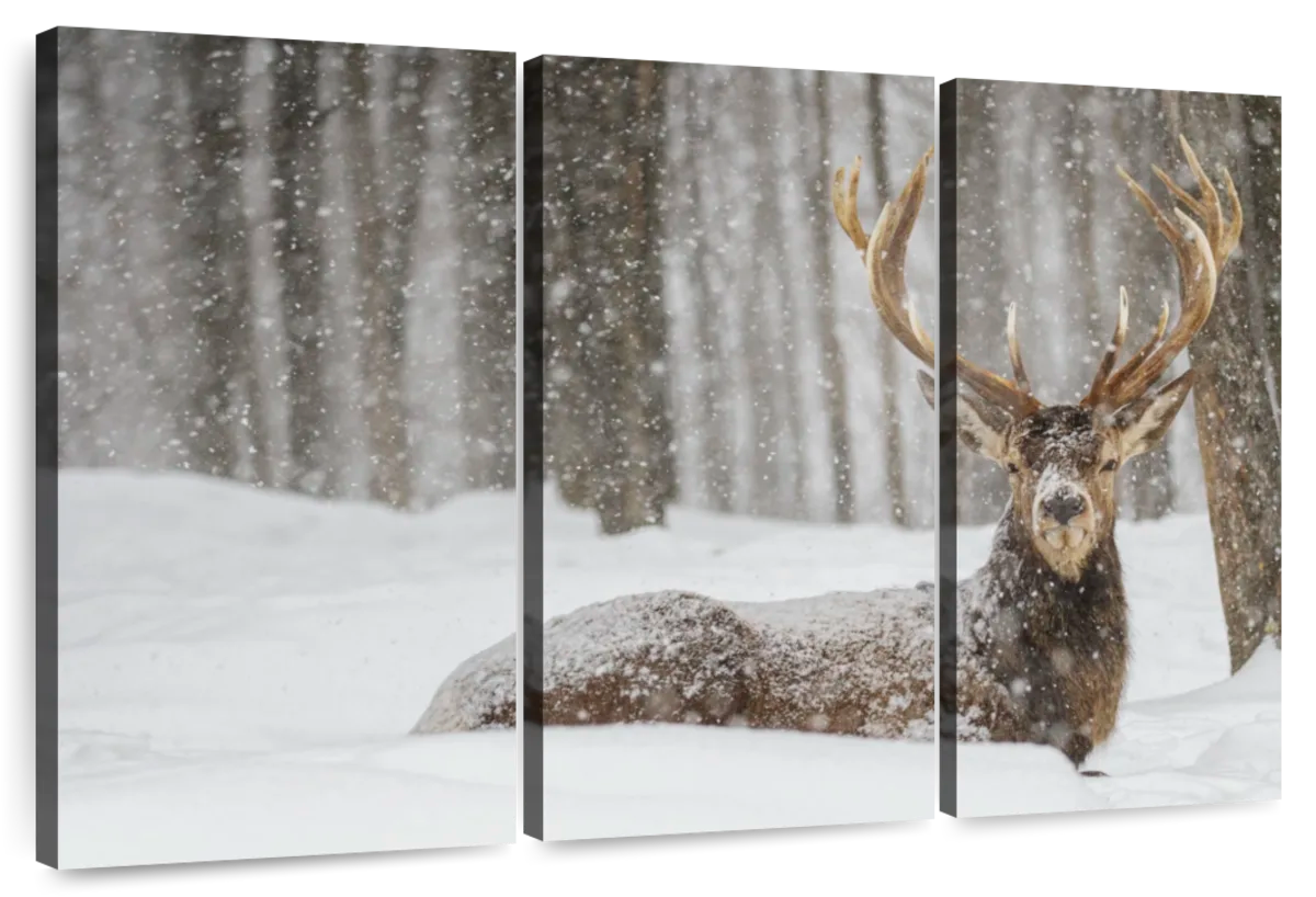 Snow Covered Elk Wall Art | Photography