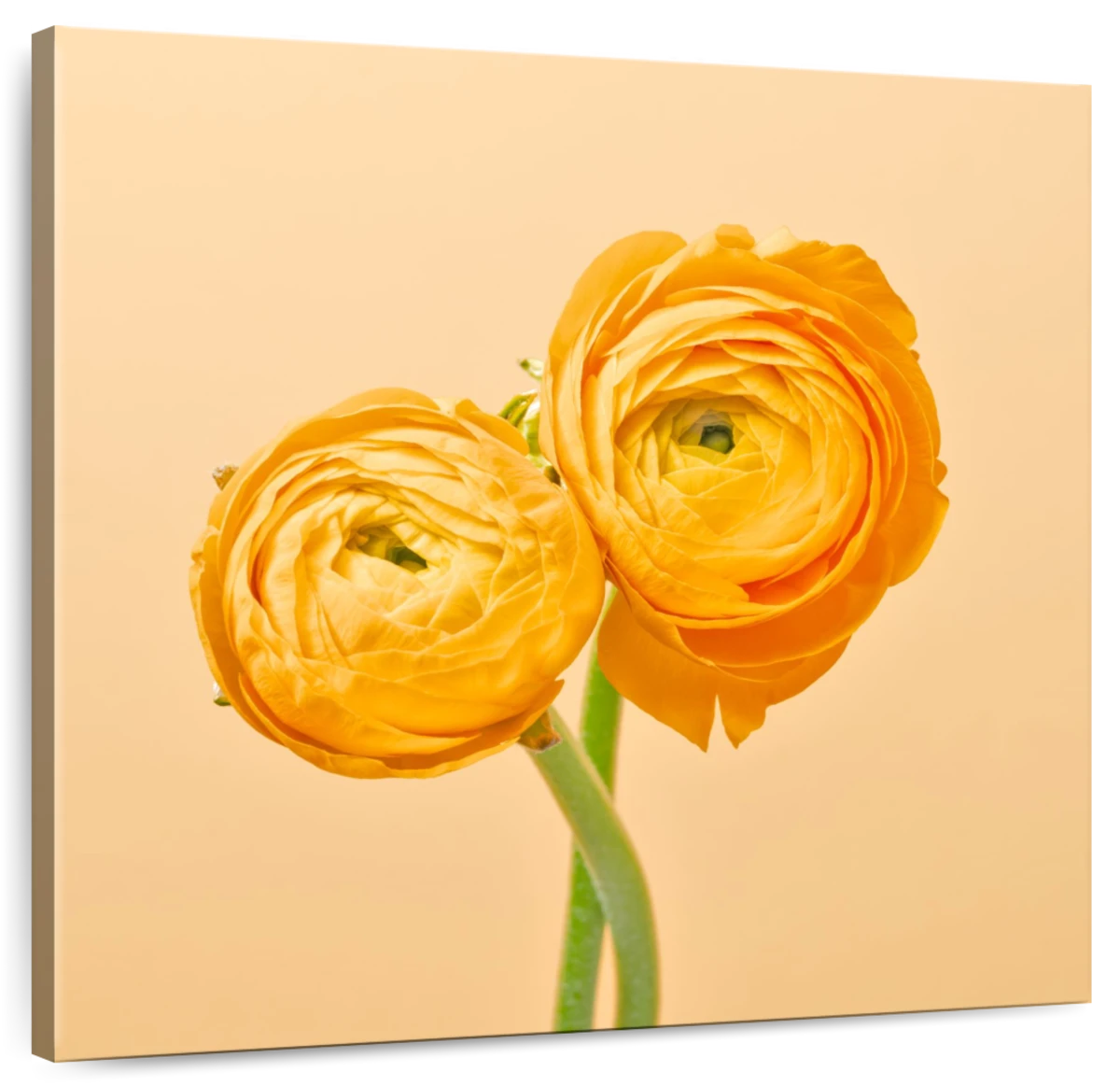 Persian Buttercup Botanical Print, Ranunculus Bouquet, Flower Art Print,  Flower Wall Art, Floral Art, Garden, Orange 