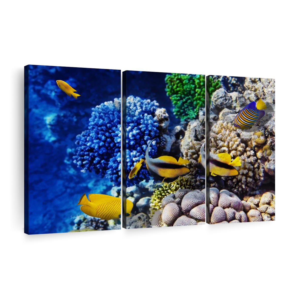 Red Sea Reef Wall Art | Photography