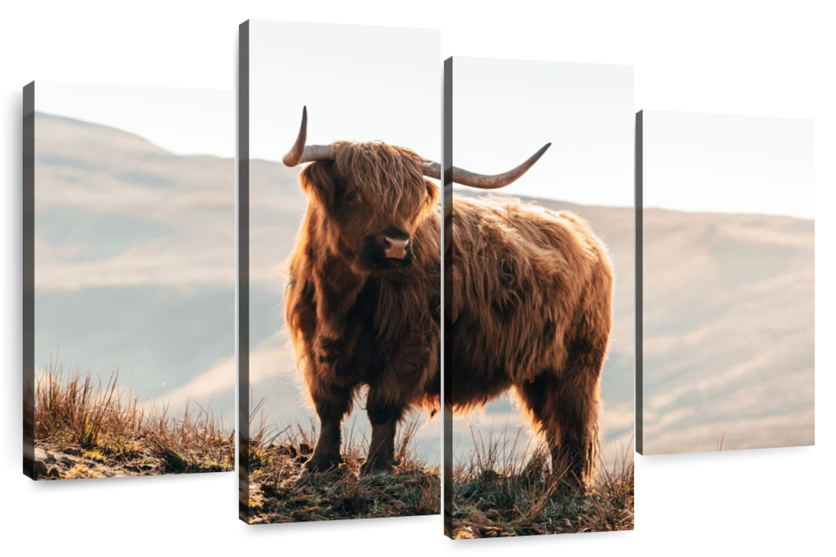 Highland Cow With White Flowers Pattern Avaleigh Collection 