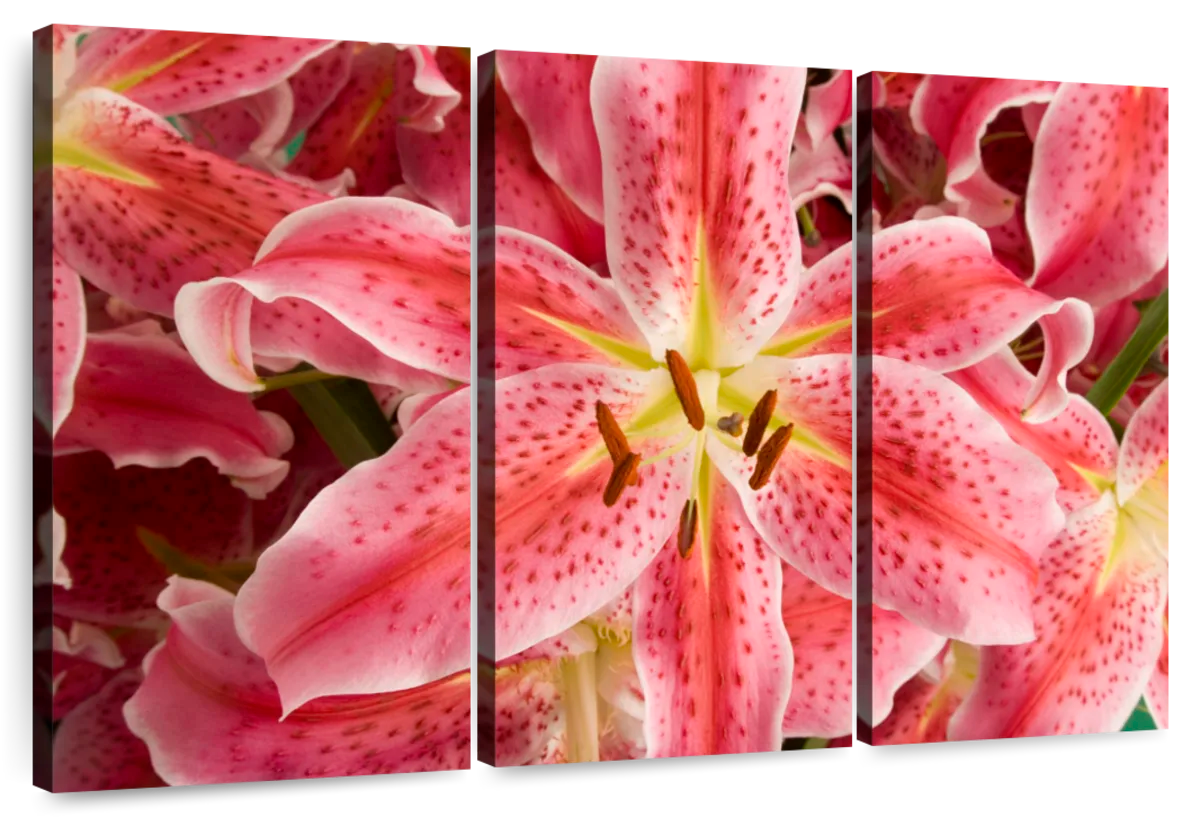 Wall Mural pink lily flower 