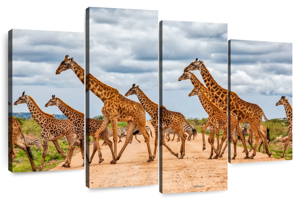 giraffe herd running