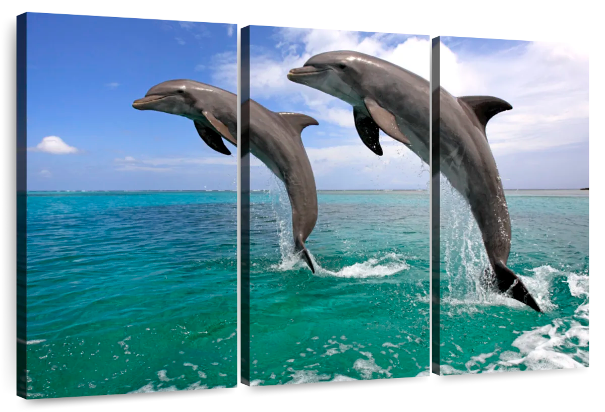 Two Jumping Dolphins Wall Art | Photography