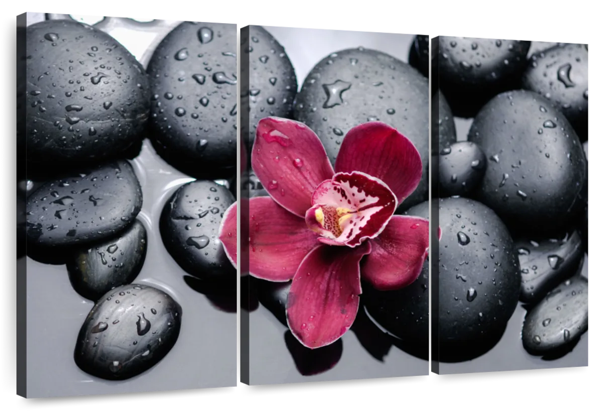 Orchid On Stones Wall Art | Photography