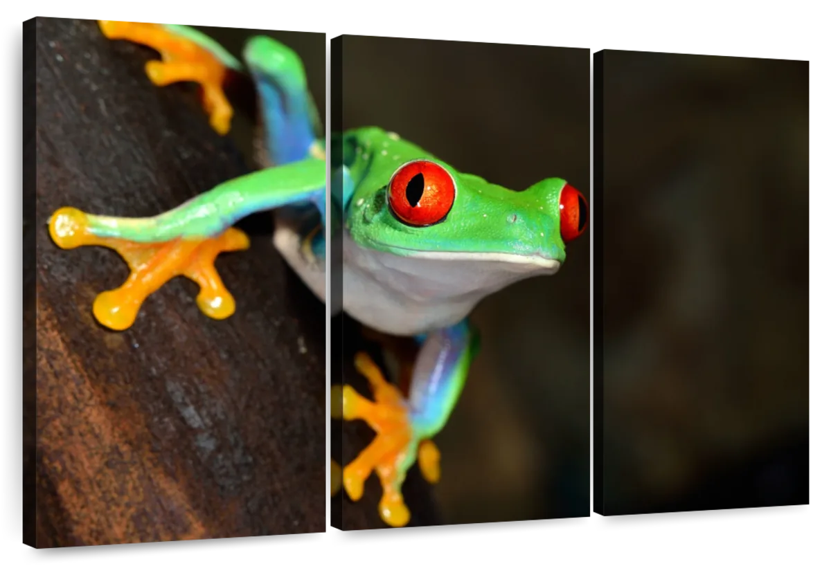 Wild About Texas: Amazing tree frog can climb glass