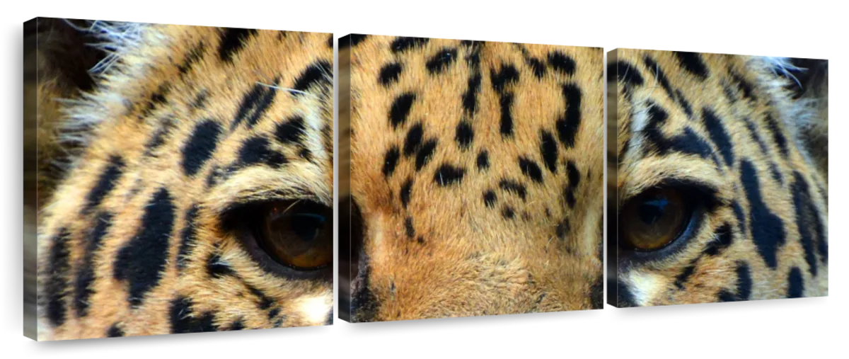 Jaguar Eyes Wall Art | Photography