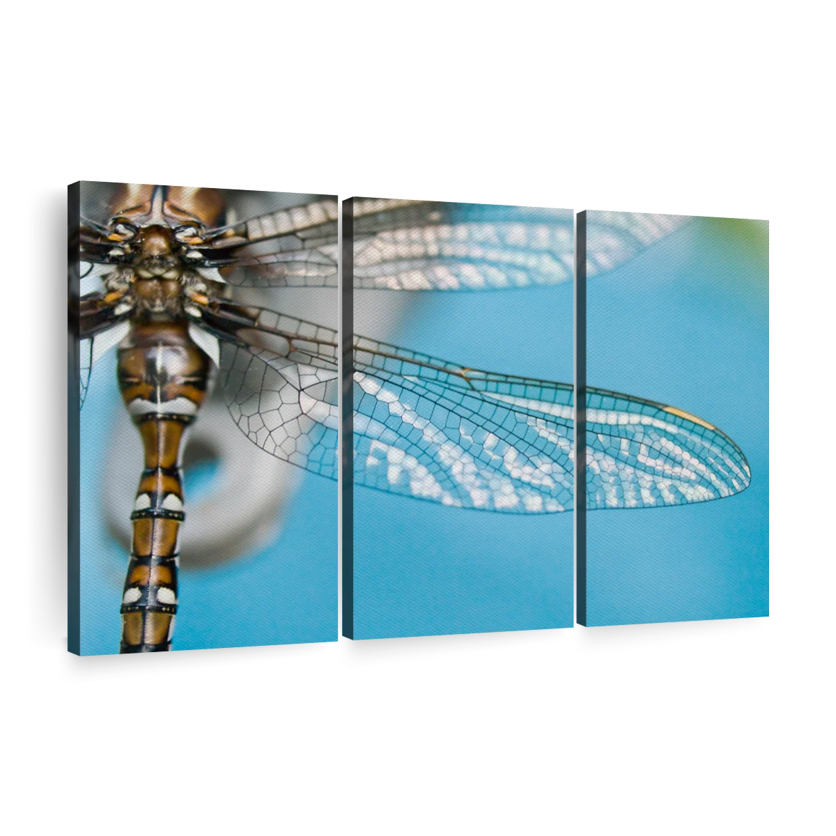 Fractal Dragonfly Wings Wall Art | Photography