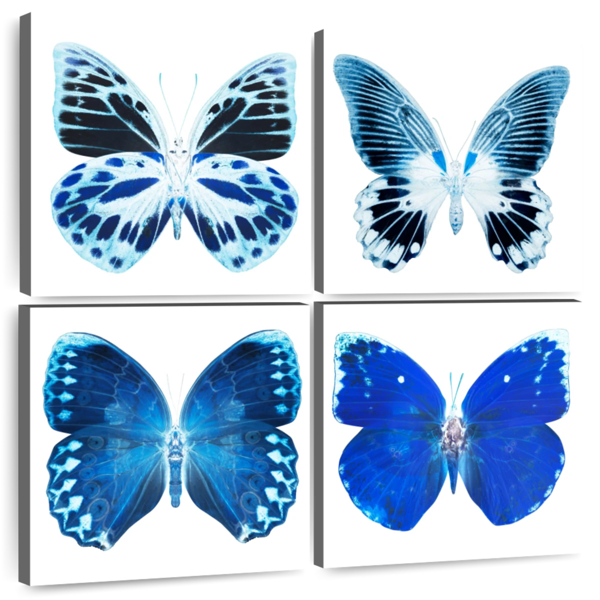Miss Butterfly X-Ray Blue Wall Art | Photography | by Philippe Hugonnard