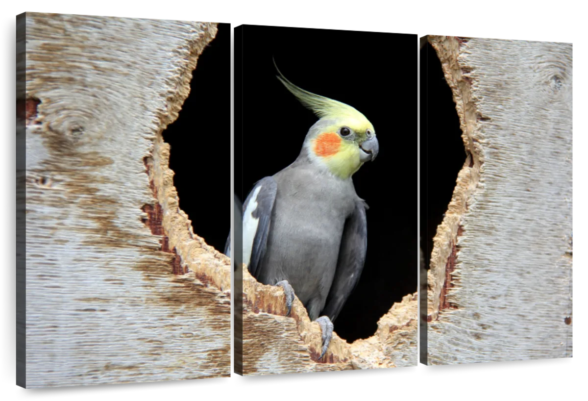 cockatiel paintings