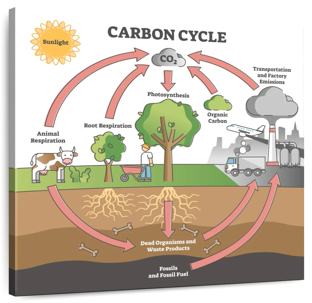 if your good at drawing pls help draw the carbon cycle and the oxygen cycle  - brainly.com