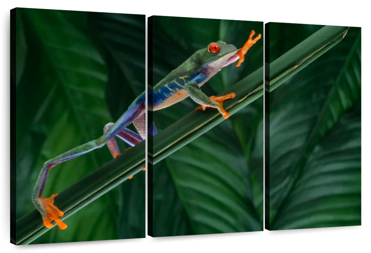 tree frog climbing