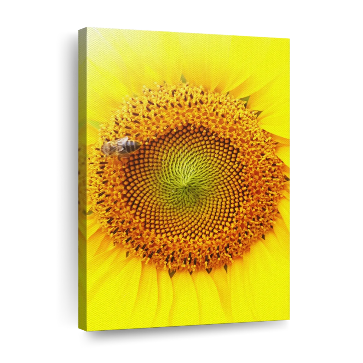 7 Colors Sunflower