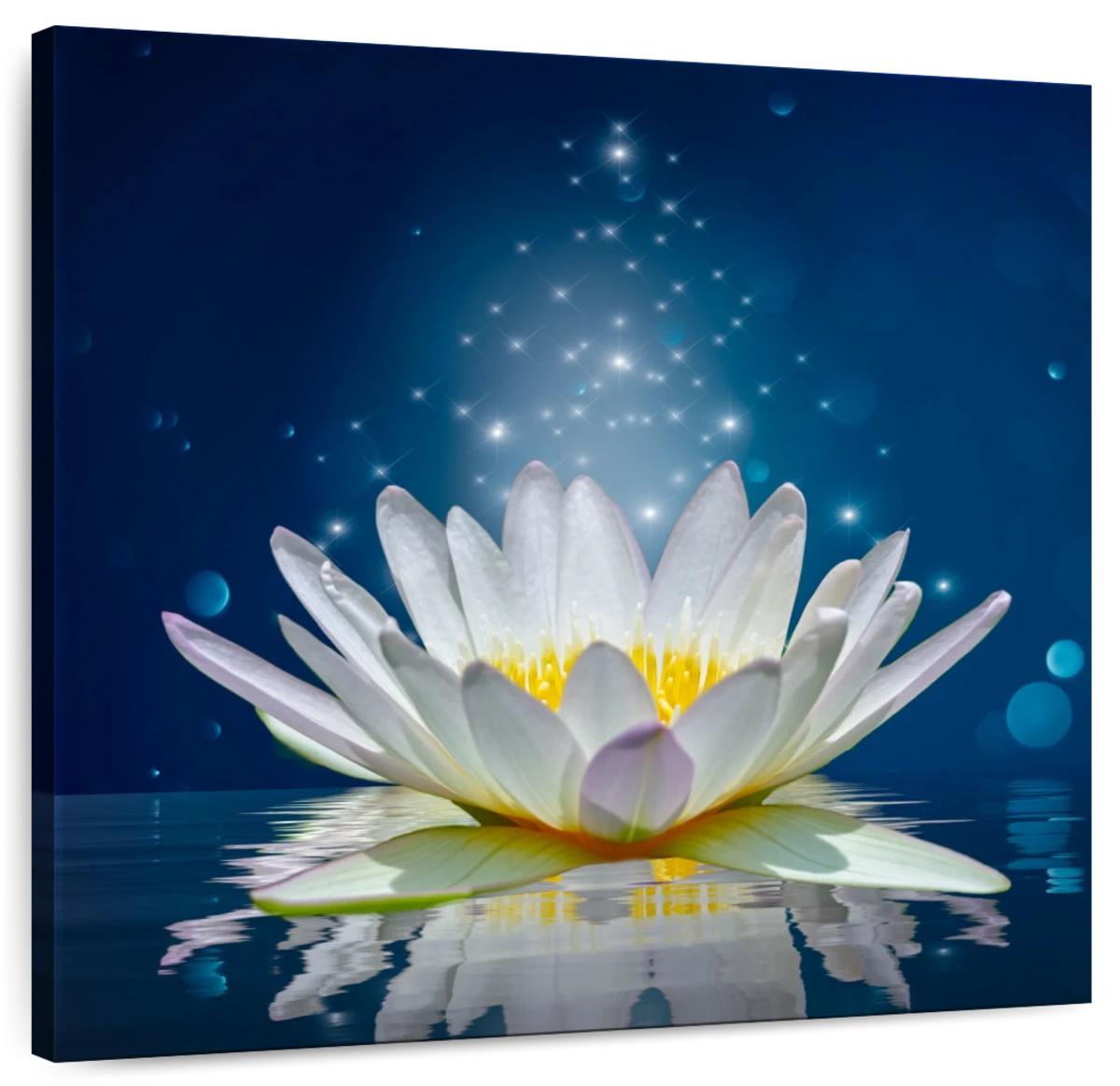 white lotus flower painting